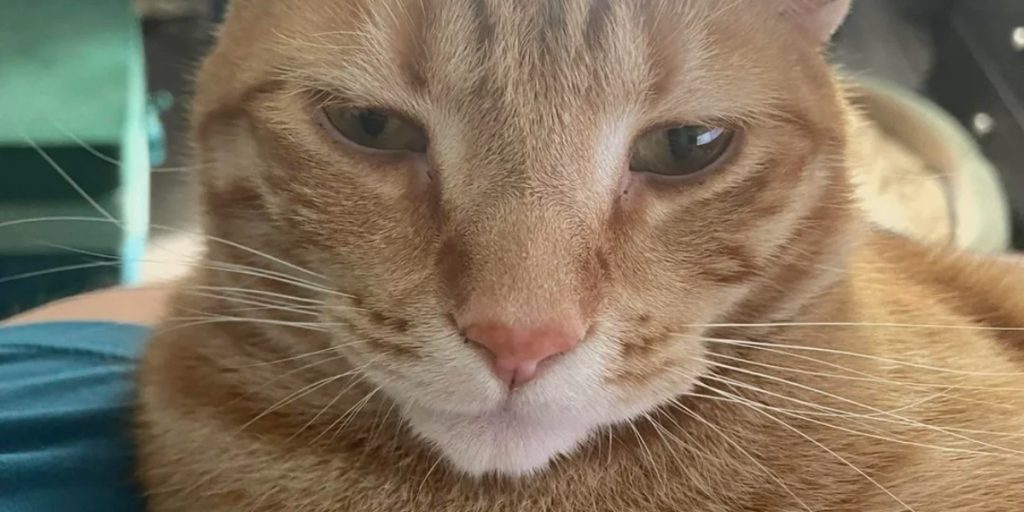 Kvinde efterlod mand med kat ‘han ikke kan lide’: Så modtog hun pludselig overraskende billeder