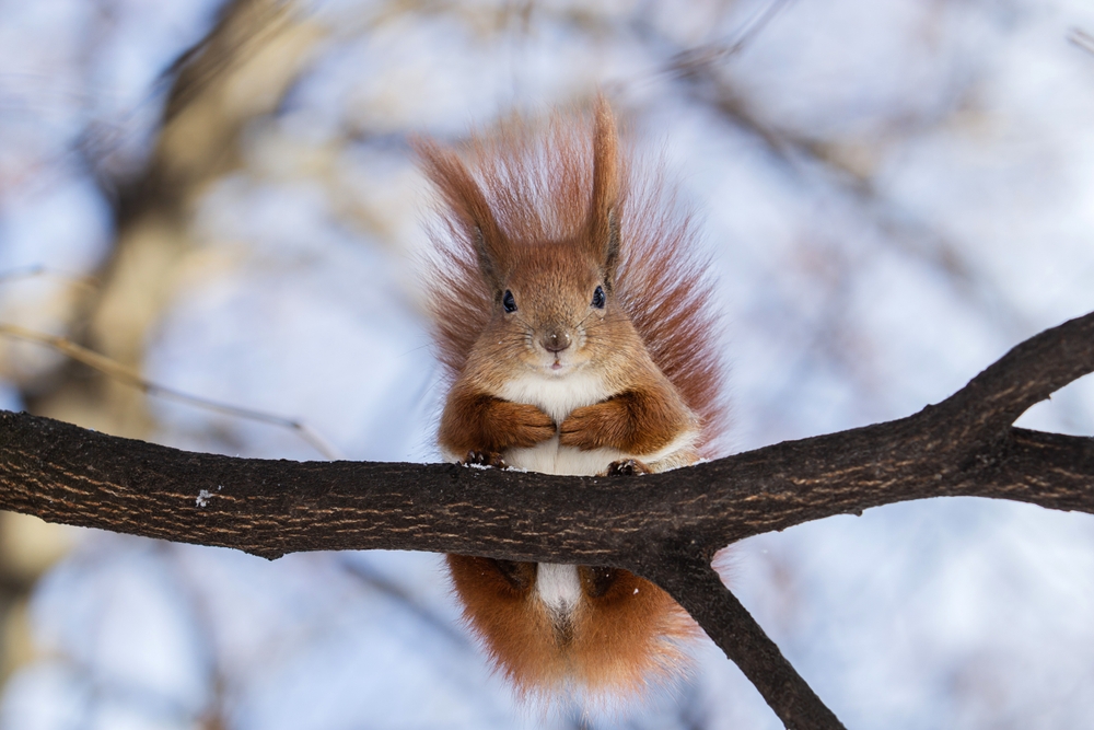 5 rare måter dyr overlever kulda