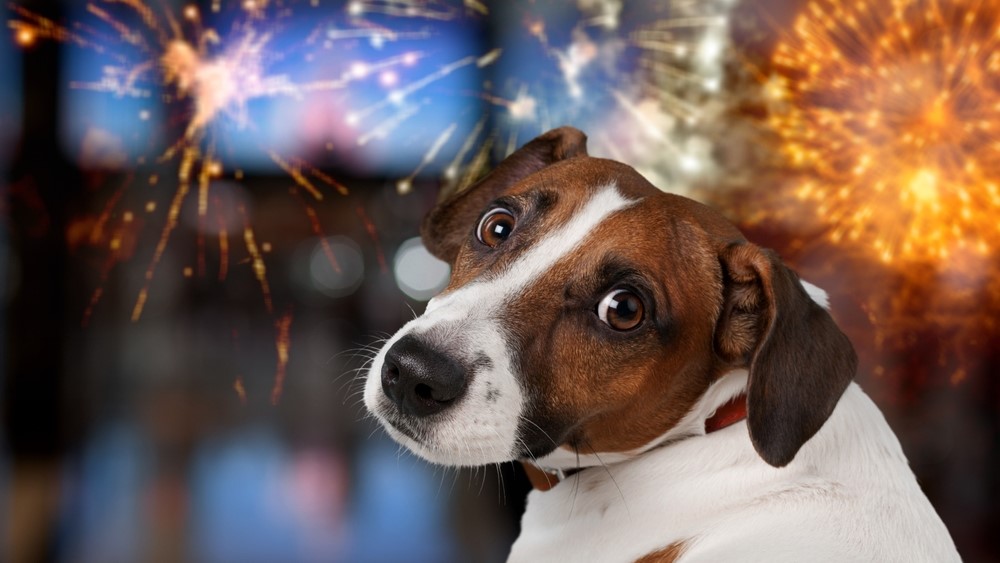 Dyrlæge med opråb til alle hundeejere: Dette er ikke løsningen