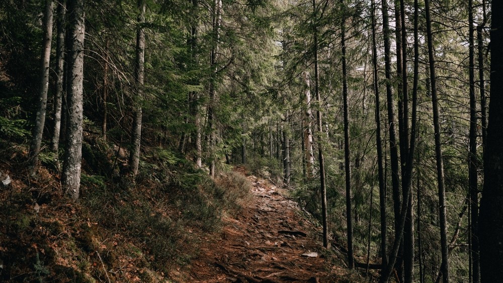 Tragisk sag: Kendis fundet død i kuffert i skoven