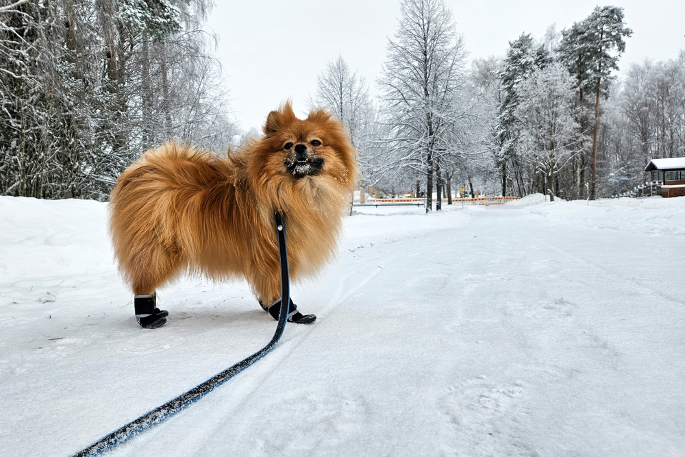 dog, hund, shoes, sko