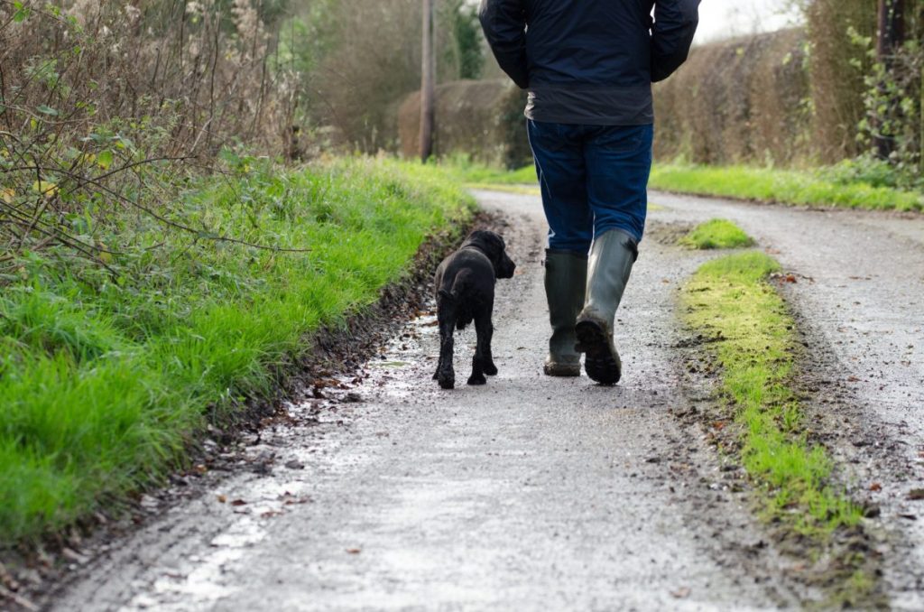 Veterinär avslöjar: Så ofta bör du egentligen gå ut med din hund