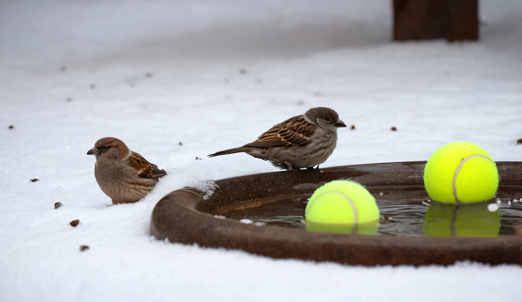 Någon borde få guldmedalj för det här geniala tricket: Därför bör du lägga tennisbollar i trädgården på vintern
