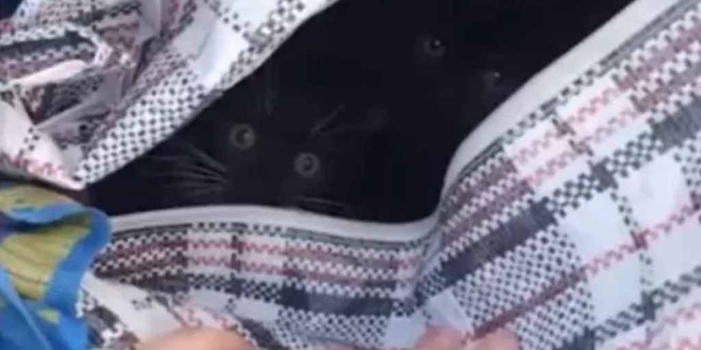 Kvinde finder lukket IKEA-pose efterladt i park: Får et chok over indholdet