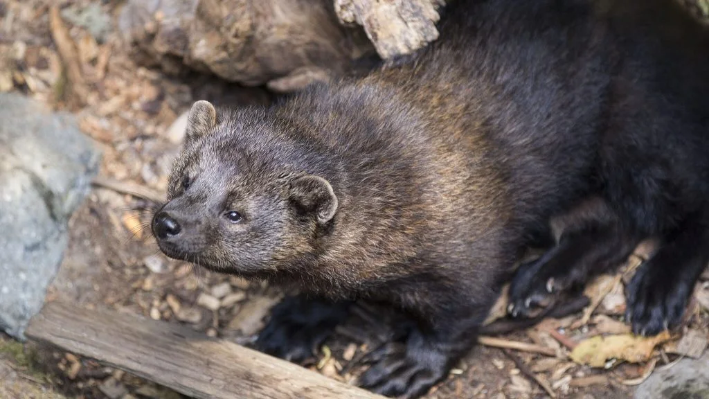 Fishers, Fisher, weasel