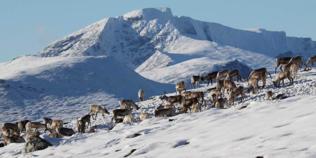 Nye funn gir grunn til bekymring for villreinen