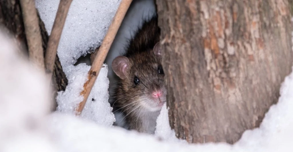 Rat, råtta