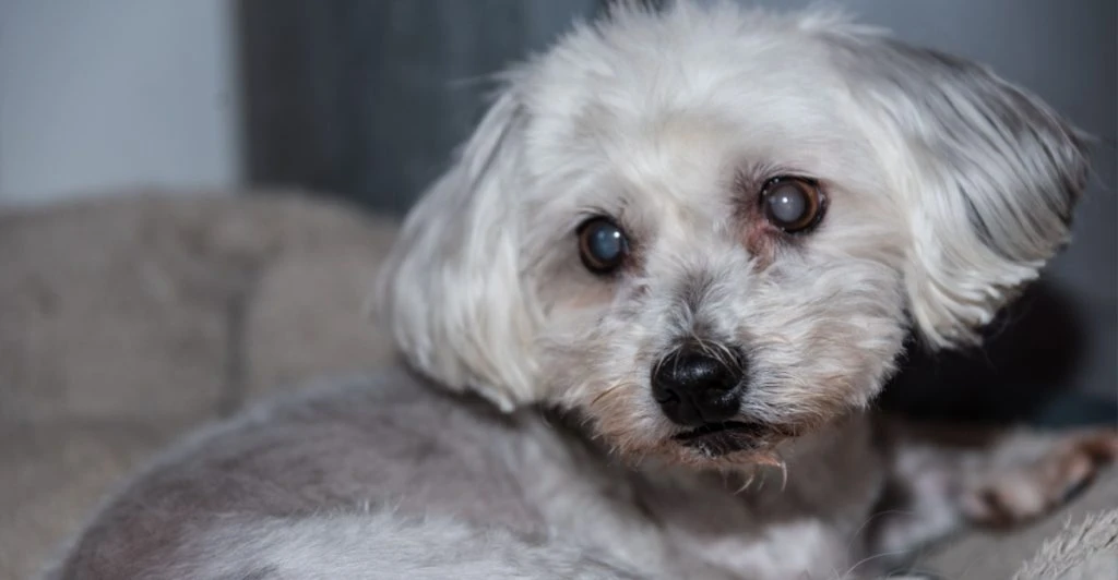 Dog, grey eyes