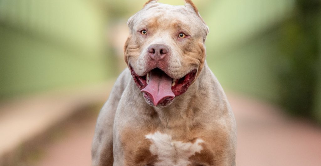 Hon släppte inte in ambulansen – nu åtalas hon efter dödlig hundattack av kamphund