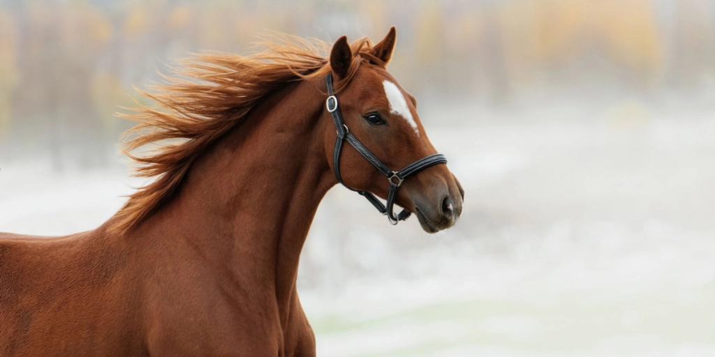Horse, brown, running, autumn, winter