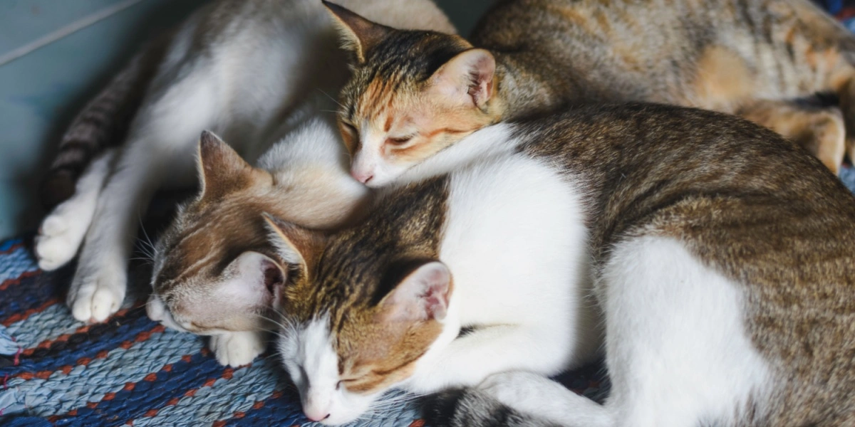 Verdens smukkeste kat 2025 er kåret: Se den her