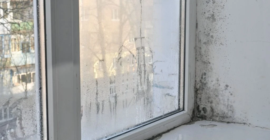 Window mould, mögel fönster