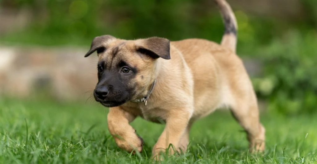Belgisk vallhund, dog