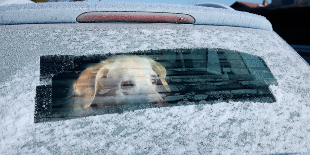 Ekspert i opråb: Sådan passer du bedst på din hund, når det er hundekoldt