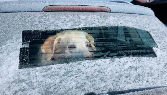 Hund, sne, kulde, bil