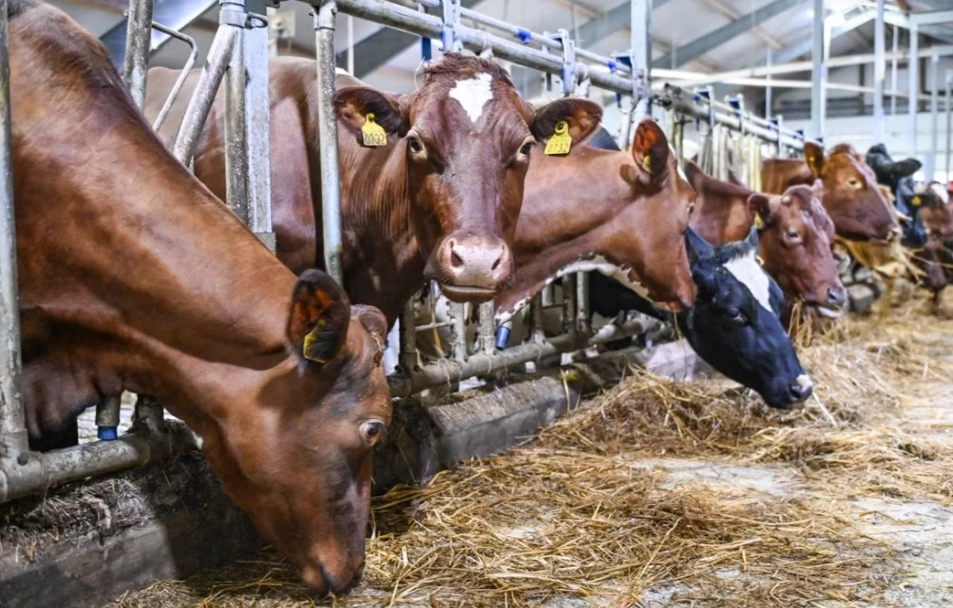 Ku, fjøs, ko, stald, cow eating hay