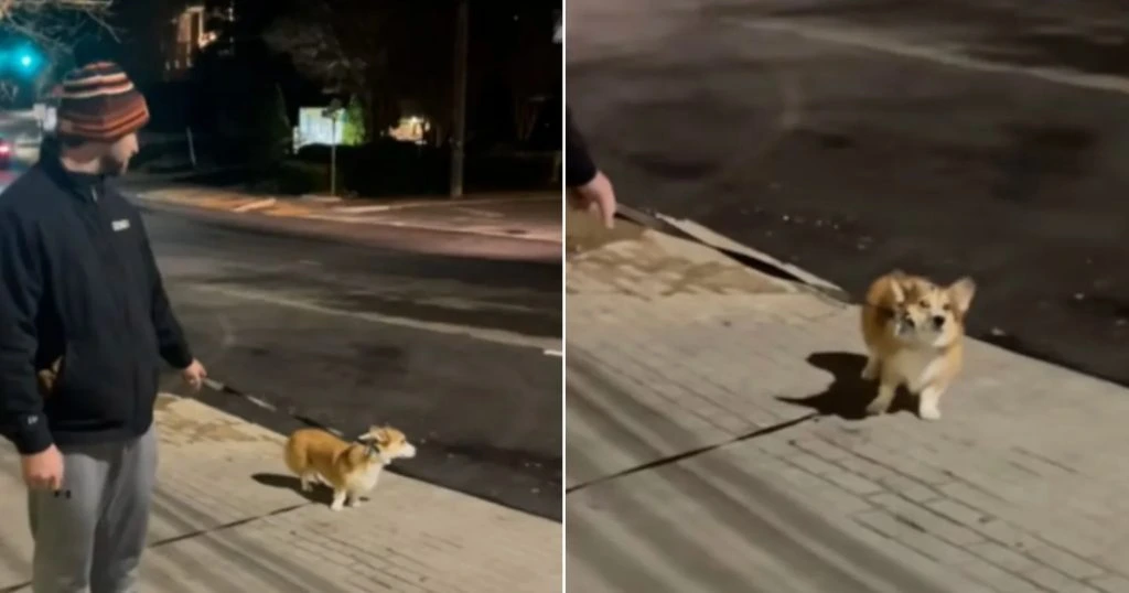 Par forsøger sig med hvid januar: Men deres hund har andre planer