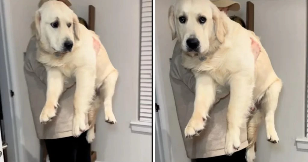 Par får en lille hundehvalp: Får et chok over den 7 måneder senere