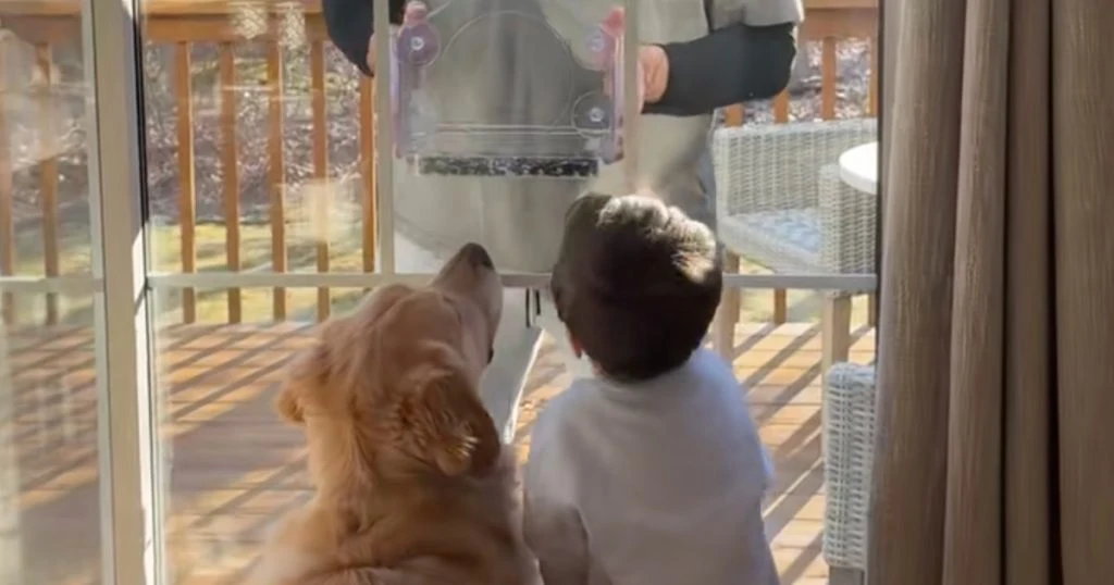 Mand sætter foderautomat til fugle op for at underholde hund: Men den har helt andre idéer