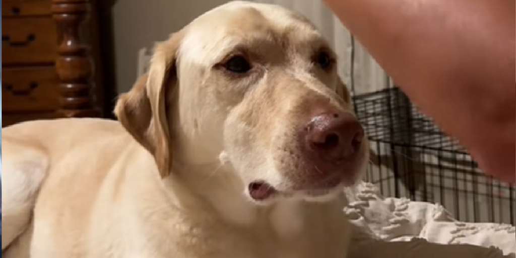 Labrador har helt unikke krav til sin ejer inden sengetid: Du gætter aldrig hundens selvplejerutine om aftenen