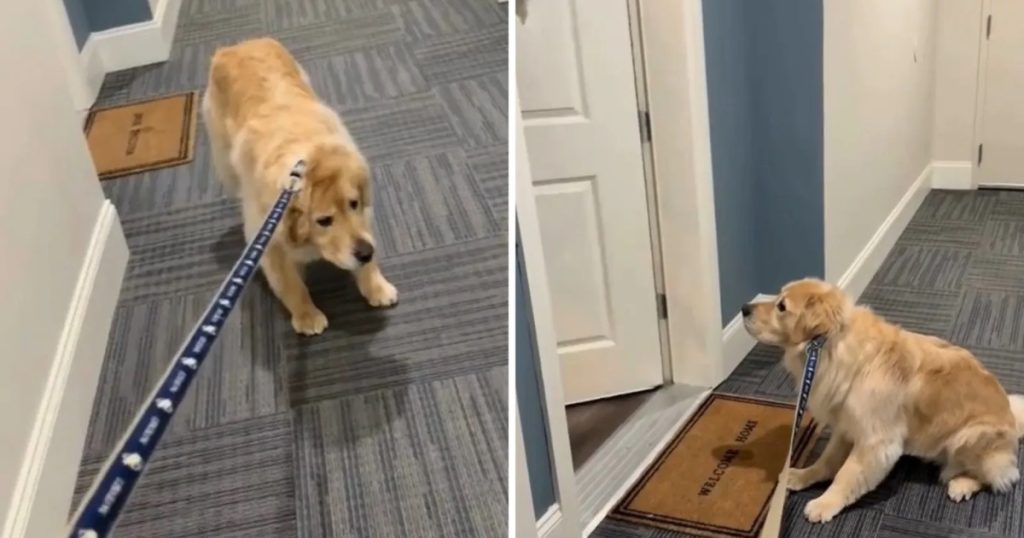 Hund nægter at gå tur: Så går det op for ejeren, hvem der er hjemme