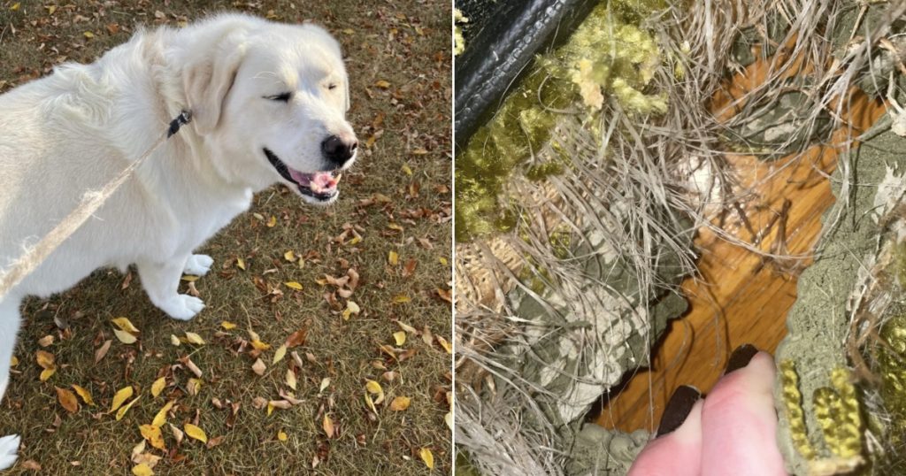 Hund ødelægger tæppe: Hvad der gemmer sig under, ender med at blive den bedste gave