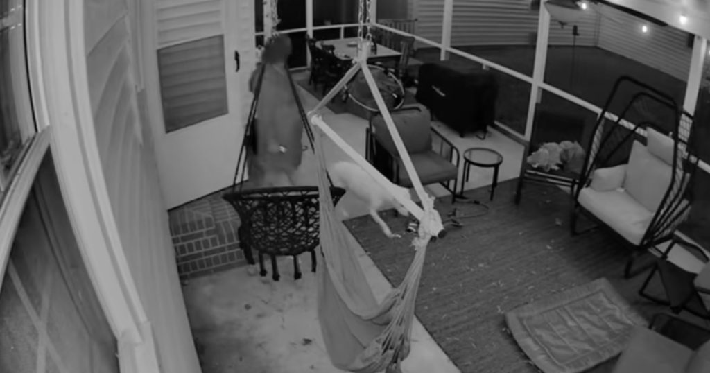 Hund vækker sin ejer kl. 01: Hun var slet ikke forberedt på, hvad der skete i baghaven