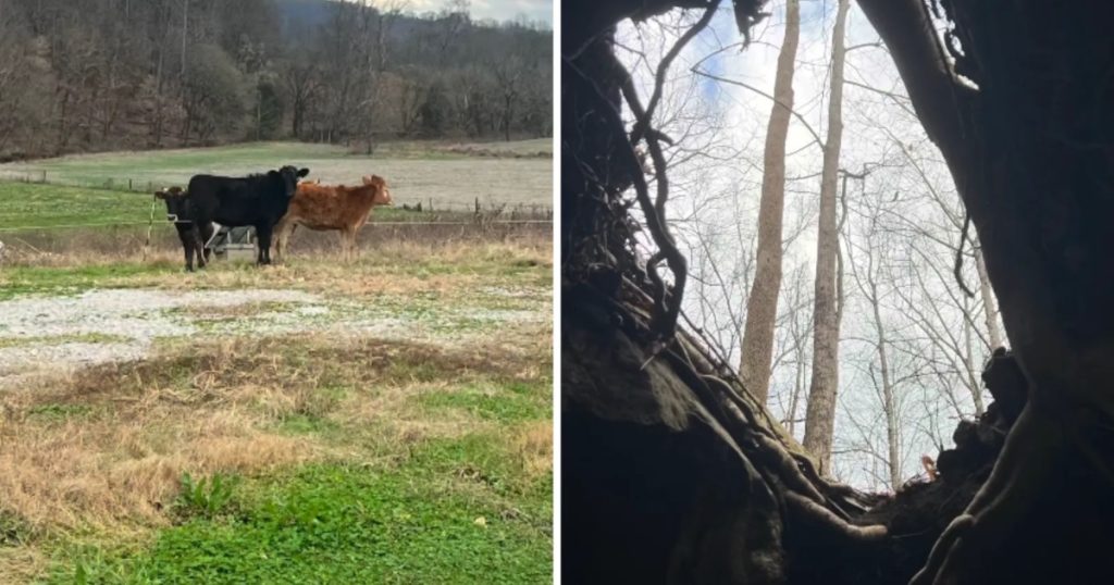 Mand finder hule på vandretur: Måber over det, der gemmer sig indeni