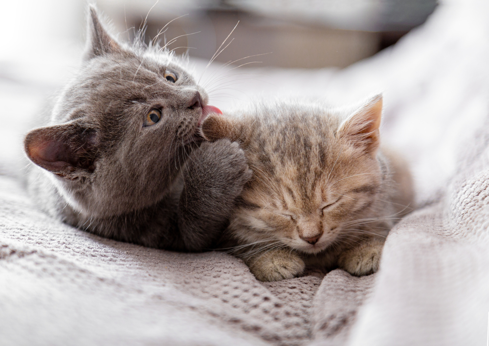 Small,Gray,Kitten,Licks,Ear,Of,Tabby,Kitten.,Couple,Of, cats