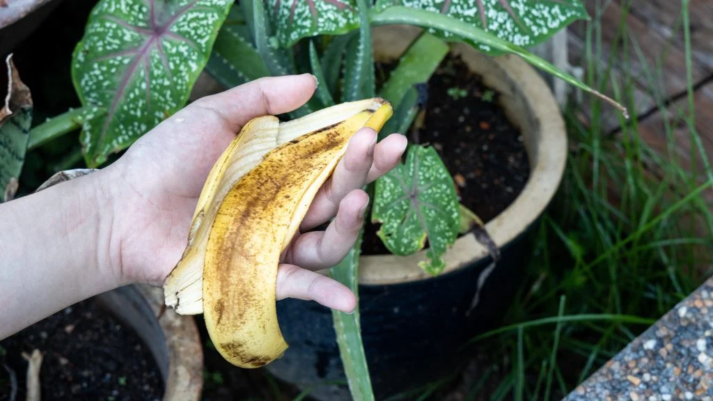 Glem skraldespanden: Smid bananskrællen i haven af én særlig grund