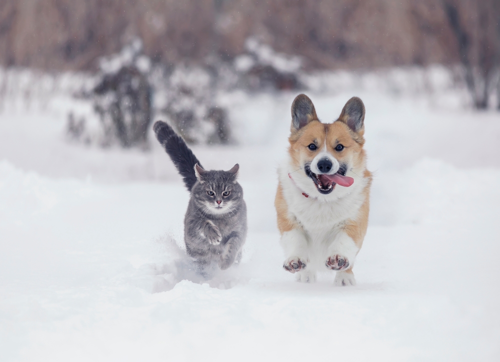 dog, cat, winter, cold, animals, hund, katt, vinter, dyr
