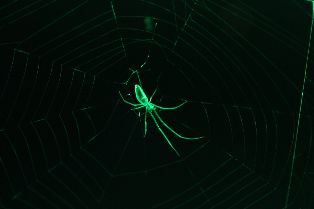 Night Vision, Spider, Edderkop, Web, Spindelvæv, edderkoppespind, web