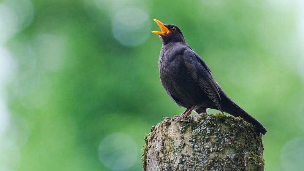 Vigtig advarsel til alle med fugle i haven