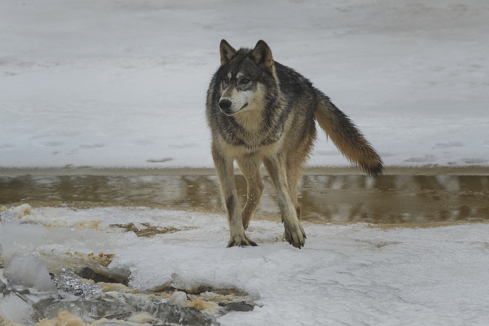 Hundelufter kommer med opråb: Din hund er ikke i sikkerhed her