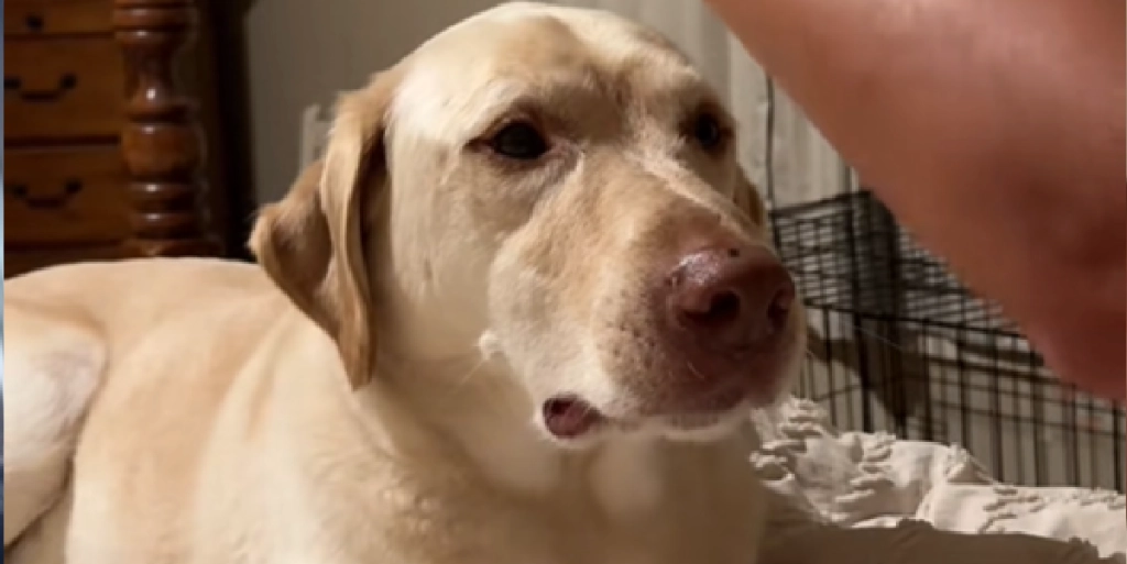 Labrador har helt særlige krav til sin ejer inden sengetid: Du gætter aldrig hundens selvplejerutine om aftenen