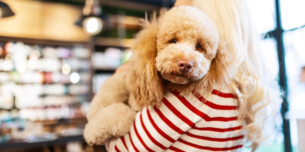 Løpetid: Derfor oppfører hunden seg annerledes