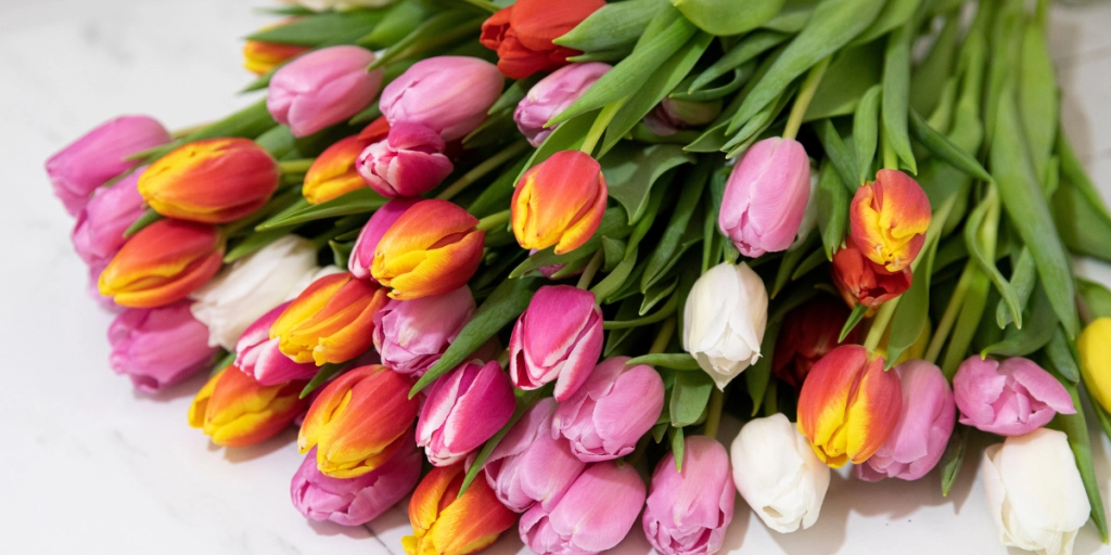 Derfor lurer gartnere tulipanene til å blomstre altfor tidlig