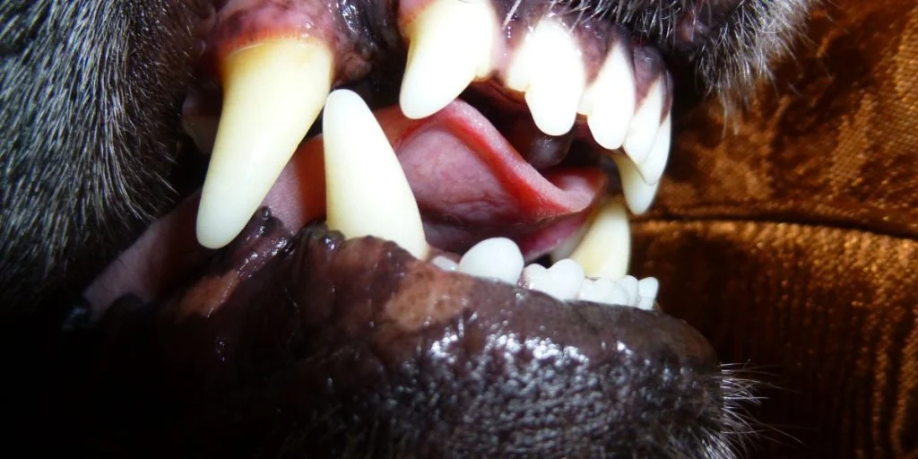 Dog bite dog teeth