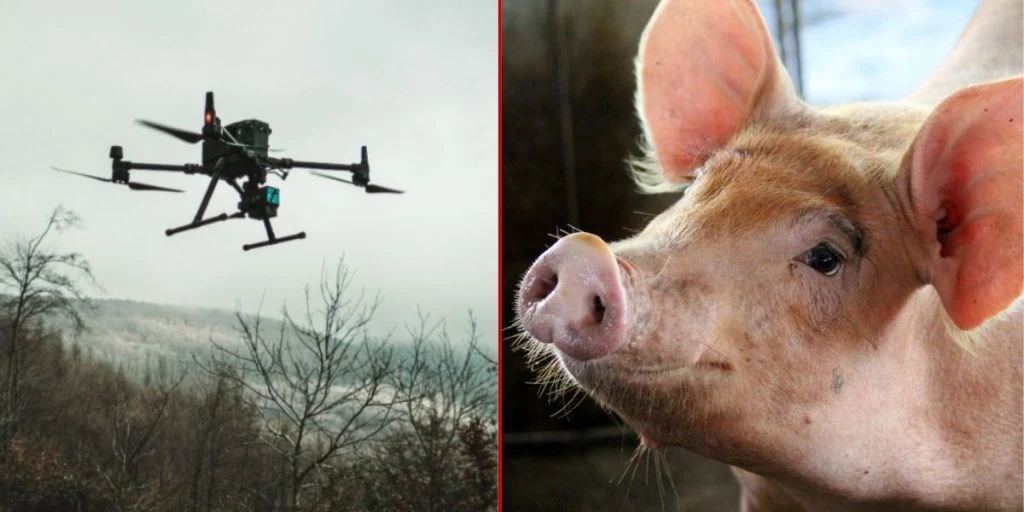 Drone og gris