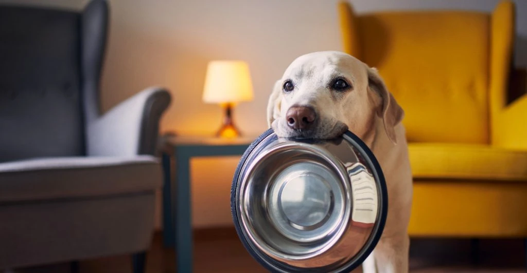 Hund med matskål i munnen