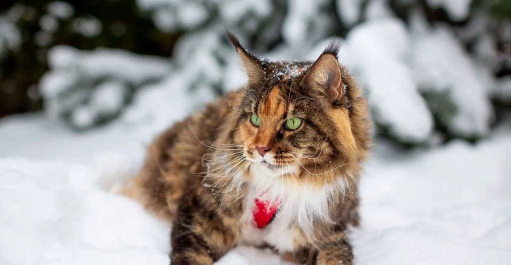 Så skyddar du din utekatt mot vinterkylan – och minskar risken för köldskador