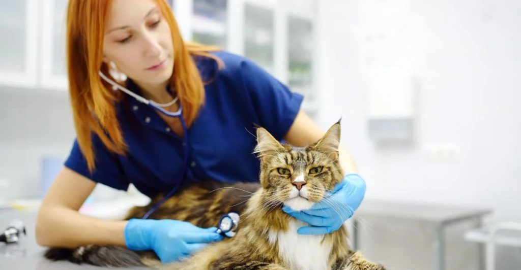 Cat vet, katt veterinär