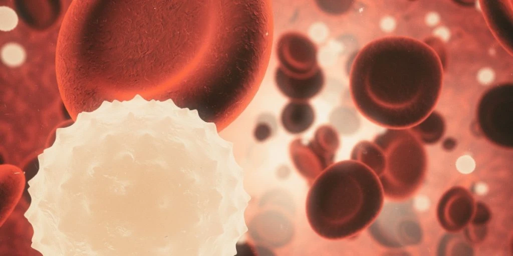 Der Kampf gegen das Altern beginnt mit dem Immunsystem