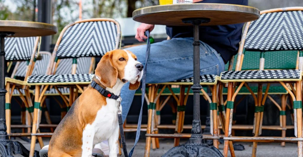 Café gäst med hund vår