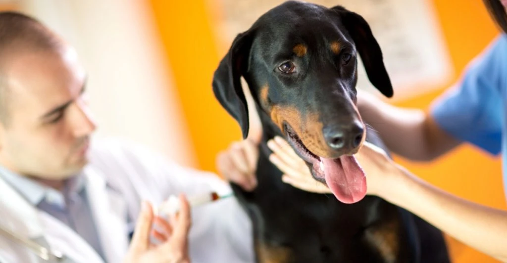 Sygeplejerske afslører: Disse 2 hunderacer er nemmest at arbejde med for nye ejere