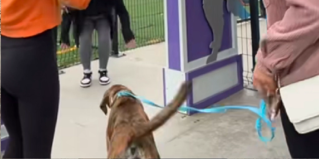 Hunden diva blev meldt savnet i mere end to måneder: Du vil aldrig gætte hvor hun blev fundet