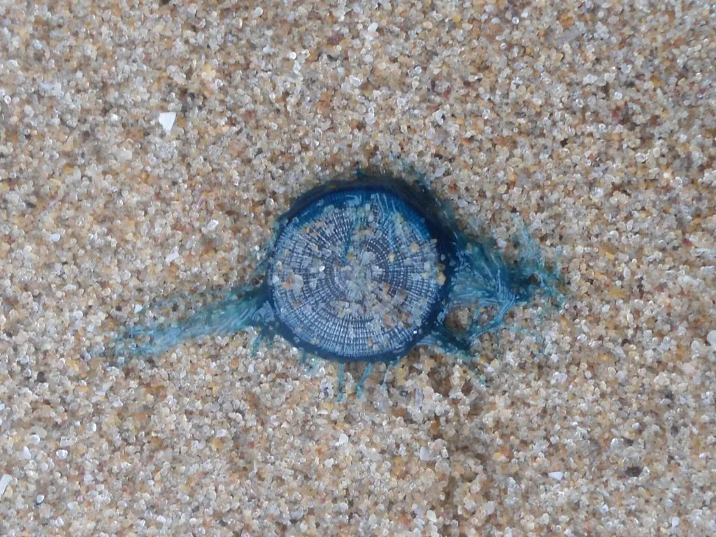 Populært ferieparadis lukker flere strande: Kommer med vigtig advarsel til turister