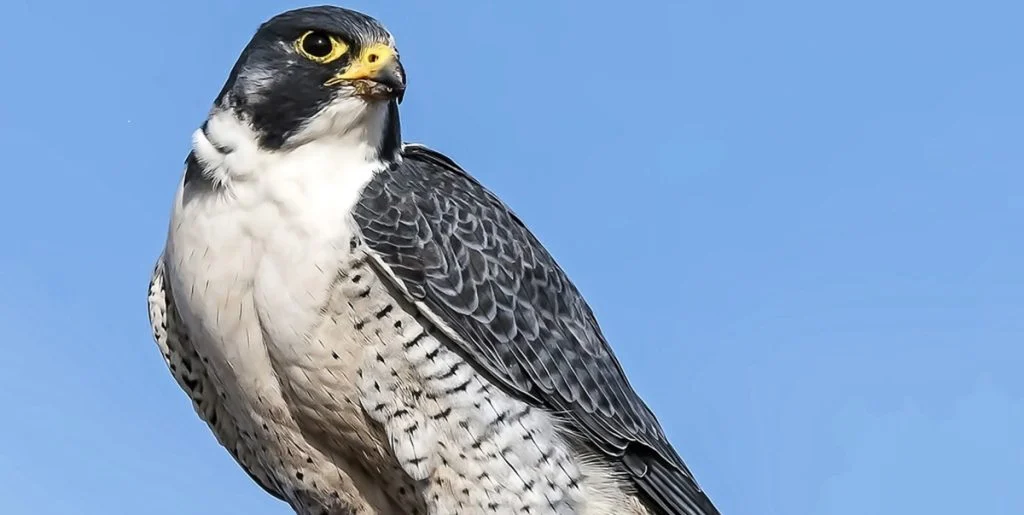 Verdens hurtigste dyr: Kan komme op på 389 km/t