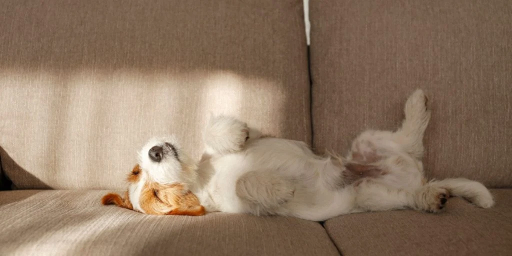 Här är vad det betyder när din hund ligger på rygg