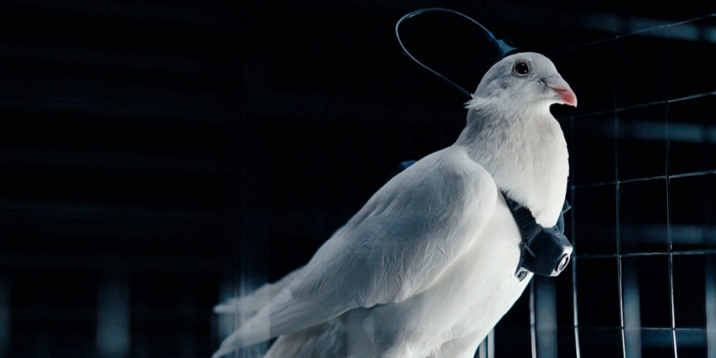 Russisk eksperiment med fjernstyrede duer vækker opsigt